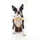 Gooby Simple Step in III Harness Yellow Large Small Dog Harness with Scratch Resistant Outer Vest Soft Inner Mesh Harness for Small Medium Dogs