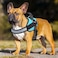 haapaw Haapaw Essential Dog Harness No Pull Pet Vest with 3 Leash Clips No Choke Reflective Adjustable and Padded for Easy Walking and Training for Small DogsS Blue