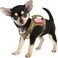 Hanshengday Tactical Service Dog Harness VestK9 Adjustable Military Working Harness WaterResistant Comfortable Training MOLLE Dog Vest with Handle XS Khaki