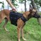 ICEFANG GN3 Tactical Dog Harness with 6X BuckleDog Molle Vest with Handle34 Body CoverageHook and Loop Panel for ID PatchNo Pulling Front Clip L 2835 Girth Black