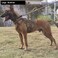 ICEFANG GN3 Tactical Dog Harness with 6X BuckleDog Molle Vest with Handle34 Body CoverageHook and Loop Panel for ID PatchNo Pulling Front Clip L 2835 Girth Coyote Brown