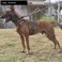 ICEFANG GN3 Tactical Dog Harness with 6X BuckleDog Molle Vest with Handle34 Body CoverageHook and Loop Panel for ID PatchNo Pulling Front Clip L 2835 Girth Coyote Brown
