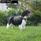 ICEFANG GN3 Tactical Dog Harness with 6X BuckleDog Molle Vest with Handle34 Body CoverageHook and Loop Panel for ID PatchNo Pulling Front Clip M 2531 Girth Ranger Green