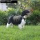 ICEFANG GN3 Tactical Dog Harness with 6X BuckleDog Molle Vest with Handle34 Body CoverageHook and Loop Panel for ID PatchNo Pulling Front Clip M 2531 Girth Ranger Green