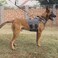 ICEFANG GN3 Tactical Dog Harness with 6X BuckleDog Molle Vest with Handle34 Body CoverageHook and Loop Panel for ID PatchNo Pulling Front Clip XL 3239 Girth Wolf Gray