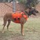 ICEFANG GN3 Tactical Dog Harness with 6X BuckleDog Molle Vest with Handle34 Body Hook and Loop Panel for ID PatchNo Pulling Front Clip XL Neck 1929 Chest 3140 Safety Orange