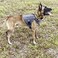 ICEFANG Tactical Dog Harness XLarge Size2X Metal BuckleWorking Dog MOLLE Vest with HandleNo Pulling Front Leash ClipHook and Loop Panel GreyXL Pack of 1