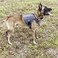 ICEFANG Tactical Dog Harness XLarge Size2X Metal BuckleWorking Dog MOLLE Vest with HandleNo Pulling Front Leash ClipHook and Loop Panel GreyXL Pack of 1