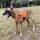 ICEFANG Tactical Dog Harness XLarge Size2X Metal BuckleWorking Dog MOLLE Vest with HandleNo Pulling Front Leash ClipHook and Loop Panel OrangeXL Pack of 1
