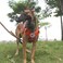 ICEFANG Tactical Dog Harness XLarge Size2X Metal BuckleWorking Dog MOLLE Vest with HandleNo Pulling Front Leash ClipHook and Loop Panel OrangeXL Pack of 1