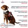 Industrial Puppy Service Dog in Training Vest Harness Durable Adjustable Dog Vest with Reflective Straps Removable Patches Handle DRing Travel and Daily Use Medium 2532 Hot Pink