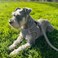 Joytale Small Dog Harness Breathable Mesh Stepin Vest Reflective Soft Padded Harnesses for Small and Medium Dogs Gray L