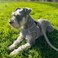 Joytale Small Dog Harness Breathable Mesh Stepin Vest Reflective Soft Padded Harnesses for Small and Medium Dogs Gray L