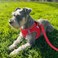 Joytale Small Dog Harness Breathable Mesh Stepin Vest Reflective Soft Padded Harnesses Small Sized Dog for Walking Red S