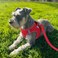Joytale Small Dog Harness Breathable Mesh Stepin Vest Reflective Soft Padded Harnesses Small Sized Dog for Walking Red S