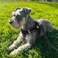 Joytale Small Dog Harness for Puppies and Extra Small Dogs Breathable Mesh Stepin Vest Reflective Soft Padded Harnesses Black XS