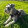 Joytale Small Dog Harness for Puppies and Extra Small Dogs Breathable Mesh Stepin Vest Reflective Soft Padded Harnesses Black XS