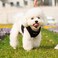 Mr. Peanut's Mr Peanuts PupTrek Small DogCat Soft Mesh Step in Harness Vest Medium Black