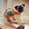 ONETIGRIS OneTigris Tactical Dog HarnessPuppy Harness with Handle Military Vest for Small Dogs Outdoor Easy Control Training Walking