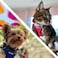 Pawtitas Reflective Mesh Puppy Dog Harness for Extra Extra Small Dogs Adjustable No Pull Fits Neck 8 in Chest 12 in XXS Red