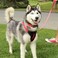 Pawtitas Reflective Padded Dog Harness for Small Dogs Adjustable Puppy Stepin Vest Fits Chest 1822 in No Pull Training Harness S Blue