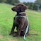 Pawtitas Reflective Stepin Dog Harness Adjustable NoPull Vest for Puppies to Seniors Safe Comfortable S Pink