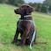 Pawtitas Reflective Stepin Dog Harness Adjustable NoPull Vest for Puppies to Seniors Safe Comfortable S Teal