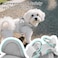 PetiFine Step in Small Dog Harness and Leash Set Breathable All Weather Air Mesh Reflective Escape Proof Stepin Vest Harnesses for PuppyXS Grey