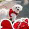 PetiFine Step in Small Dog Harness and Leash Set Breathable All Weather Air Mesh Reflective Escape Proof Stepin Vest Harnesses for PuppyXS Red