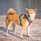 PHOEPET No Pull Dog Harness Unique Colors Reflective Adjustable Dog Vest with Soft Training Handle Metal Clips for Small Medium Large Dogs Red Base Teal StrapsM