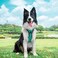 PoyPet No Pull Dog Harness Reflective Comfortable Vest Harness with Front Back 2 Leash Attachments and Easy Control Handle Adjustable Soft Padded Pet Vest for Small to Large Dogs Mint BlueXL