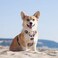 PoyPet No Pull Dog Harness Release on Neck Reflective Adjustable No Choke Pet Vest with Front Back 2 Leash AttachmentsCheckered BeigeXS