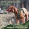 rabbitgoo Tactical Dog Harness for Large Dogs No Pull Military Service Vest with Handle Molle Easy Control for Training Walking Adjustable Reflective Straps Green L