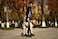 ROZKITCH Shoulder Belt Strap for Dog Lift Harness Grid Pet Chest Rear Support Aid Veterinarian Approved Sling for Old K9 Help with Poor Stability 1 79 inch