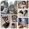 SCENEREAL Puppy Dog Harness with Leash Set for Small Medium Dogs Soft Mesh Pet Harnesses and Leash No Chock Plaid No Pull Vest