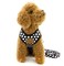 SMALLLEE_LUCKY_STORE SMALLLEELuckyStore New Soft Mesh Nylon Vest Pet Cat Small Medium Dog Harness Dog Leash Set Leads Black M