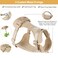 Wisedog No Pull Lightweight Dog Harness Adjustable Breathable Pet Vest Harness with Soft Comfortable Cushion for Small Medium Large Dogs S Sand Color