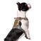 BUMBIN Tactical Dog Harness for Small Dogs No Pull Famous TIK Tok No Pull Puppy Harness Fit Smart Reflective Pet Walking Harness for Training Adjustable Dog Vest Harness with Handle Desert Camo S