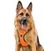 Puwihoe Large Dog Reflective No Pull Dog Harness with Handle Orange XL