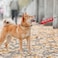 Advivio Do Not Pet No Hand Sniffs Red Funny Dog Leash Sleeve Service Dog Leash Sleeve Pet Birthday Pet Owner Gift