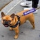 Zuo Bao Blind Awareness Dog Leash Wrap Blind Dog Leash Sleeve Social Distancing Dog Patch Blind Dog