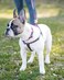 Blueberry Pet 9 Patterns Cherry Garden Black Dog Leash 4 ft x 1 Large Leashes for Dogs