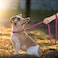 Didog PU Leather Dog Leash Colorful Dog Leash 4ft Strong and Durable Faux Leather Lead Walking and Training Lead for Small Medium DogsPurple