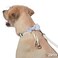 Fun Express Dog Ring Bearer Ring Holder Collar and Bow Tie Leash for Wedding 5 ft Leash with 25 Inch Collar That Shortens to 9 Inch