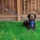 EzyDog Standard 24Inch Rope Dog Leash Extension Reflective Trim for Nighttime Safety Add 2 for Walking 2 Dogs Tangle Free with Our Cujo Leashes 24 Blue