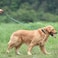 Hyhug Nylon Adjustable 46ft Dog Leash with Soft Neoprene Padded Handle Durable Heavy Duty Leash with EasytoUse Bolt Snap Ideal for Jogging Outdoor