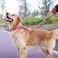 Hyhug Pets 24 Inches Heavy Duty Short Leash with Comfortable Handle and Lightweight Aviation Aluminium Clip Lead for Large Medium Dogs Daily Necessities Hot Pink