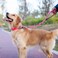Hyhug Pets 24 Inches Heavy Duty Short Leash with Comfortable Handle and Lightweight Aviation Aluminium Clip Lead for Large Medium Dogs Daily Necessities Hot Pink