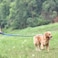Hyhug Pets Premium Upgraded Adjustable Between 4 Feet and 6 Feet Leash with Sturdy Nylon and Super Soft Neoprene Lined Handle for Small Medium Large Dogs Lead