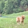 Hyhug Pets Premium Upgraded Adjustable Between 4 Feet and 6 Feet Leash with Sturdy Nylon and Super Soft Neoprene Lined Handle for Small Medium Large Dogs Lead